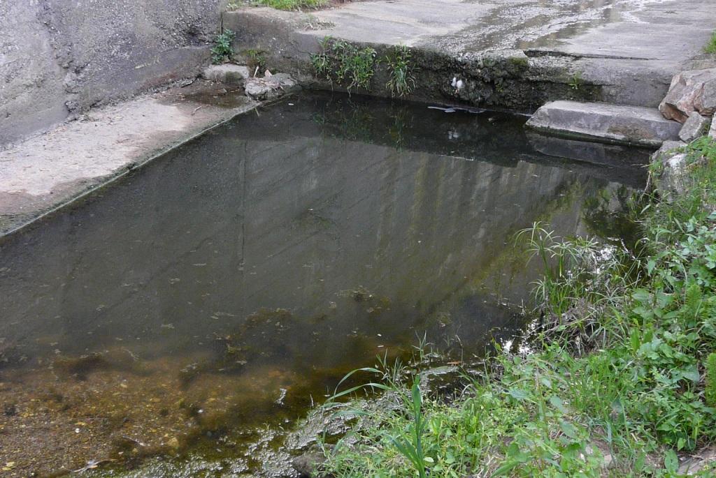 Rio Salivoli (Piombino) - rospi smeraldini in città!
